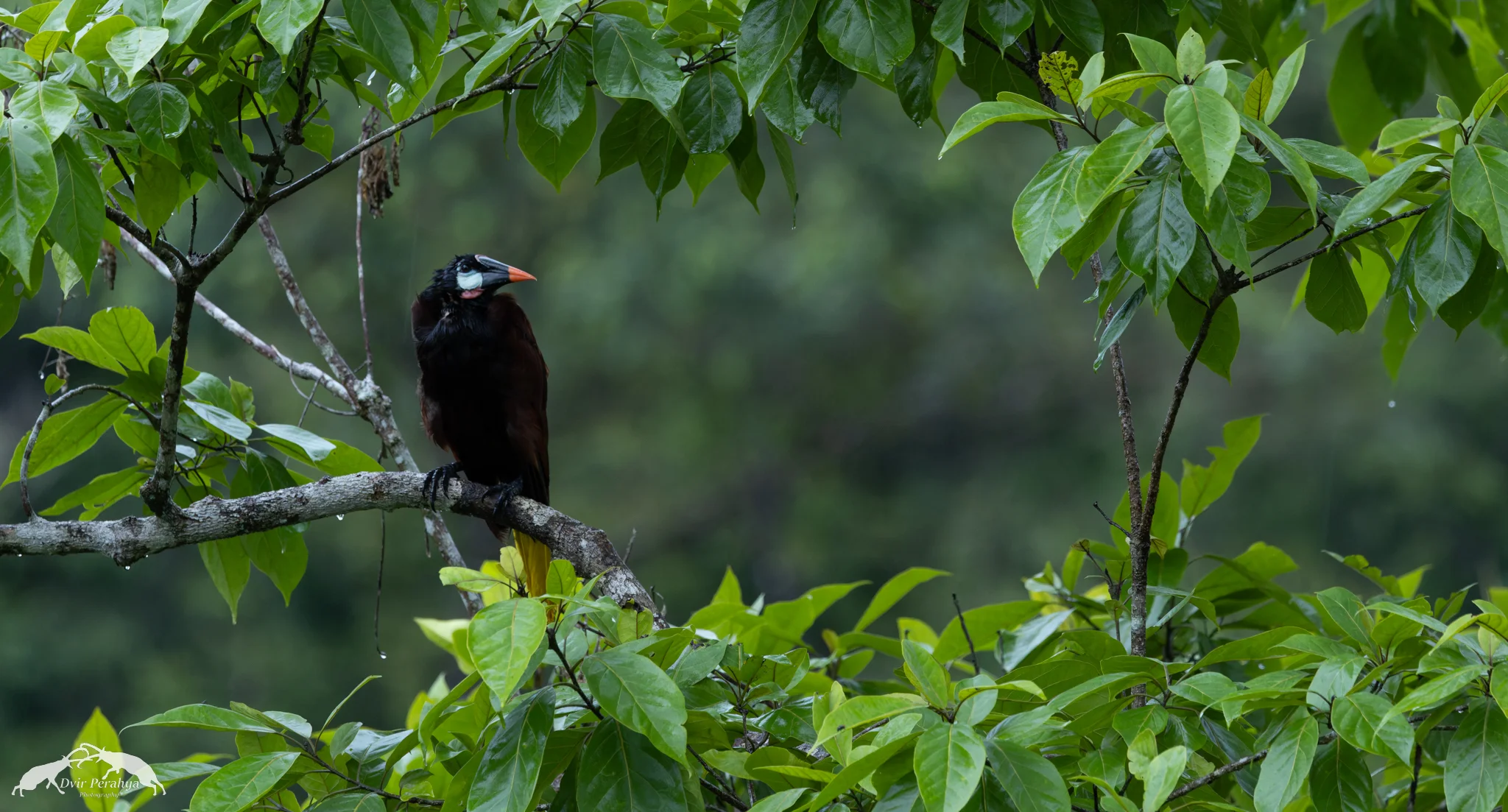 Montezuma Oropendola, Costa Rica Rainforest
